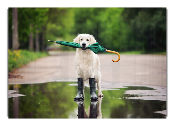 Hund bereit für einen Spaziergang im Regen