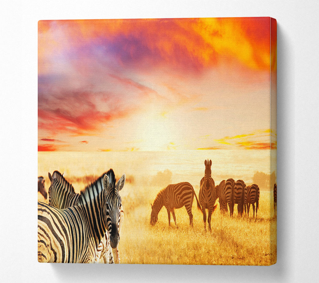 A Square Canvas Print Showing Zebra Sunset Safari Square Wall Art