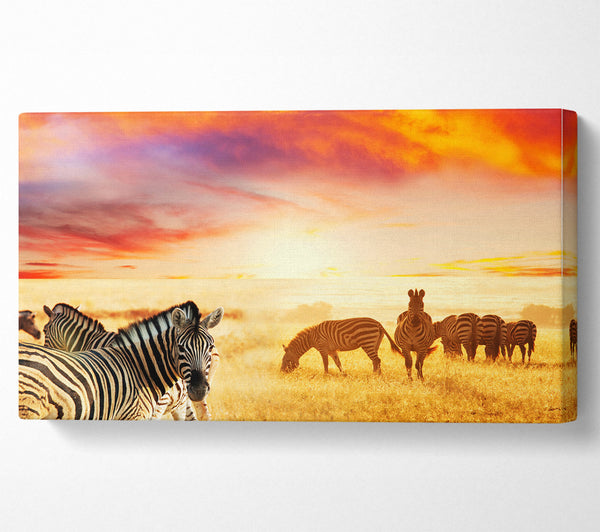 Zebra-Safari bei Sonnenuntergang