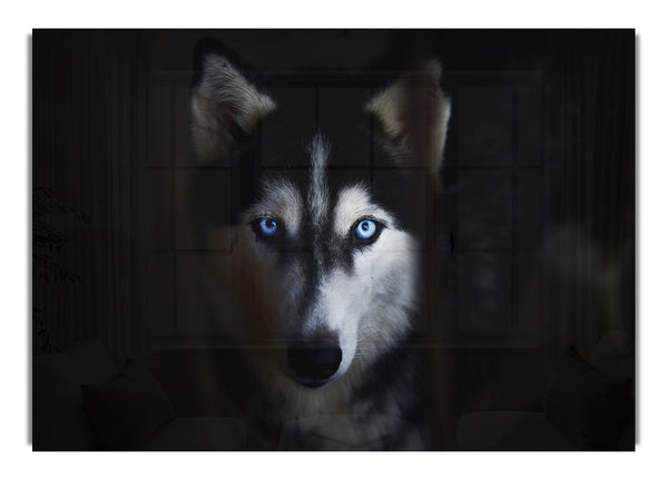 Husky Hund Wolf Gesicht