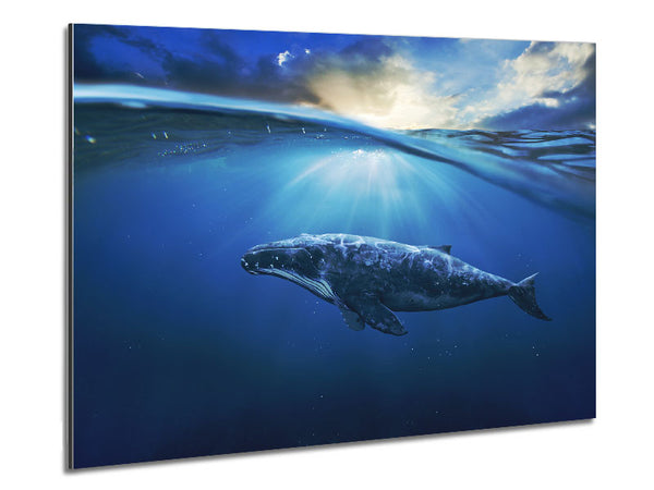 Ocean Whale Metal Print