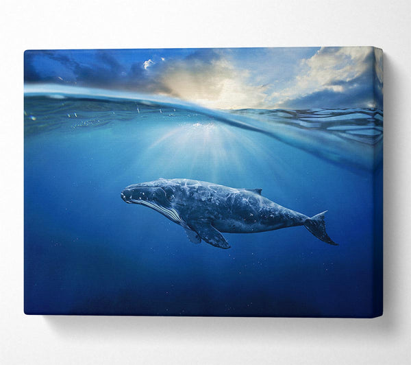  A Canvas Print of Ocean Whale Canvas Print
