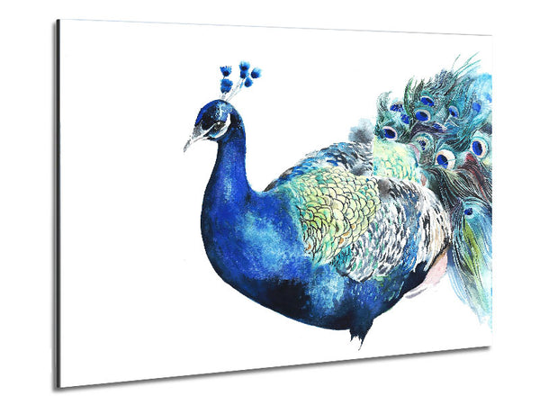 Peacock Blues Metal Print
