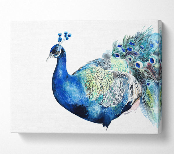  A Canvas Print of Peacock Blues Canvas Print