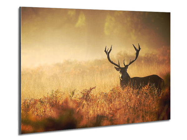 Stag Deer Sunlight Metal Print