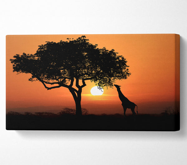 Giraffensafari bei Sonnenuntergang