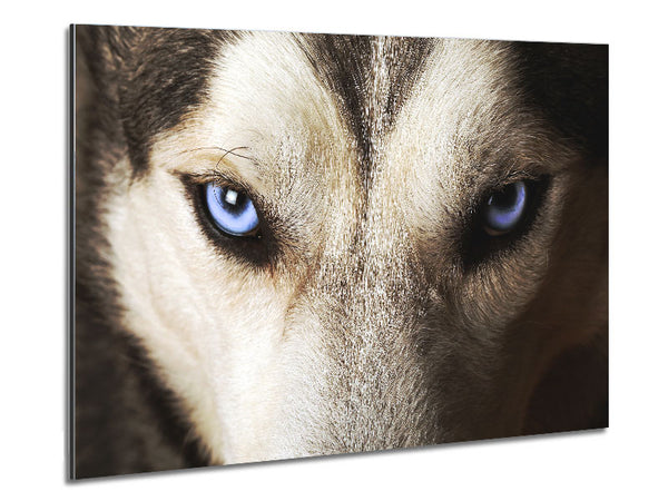 Stunning Husky Dog Eyes Metal Print