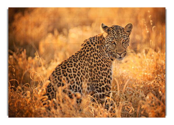 Leoparden-Sonnenuntergang