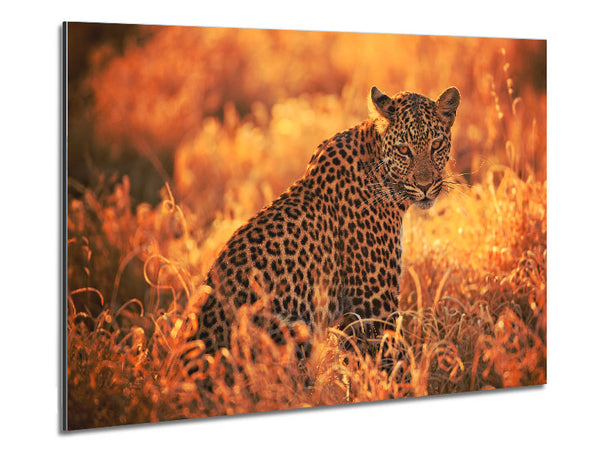 Leopard Sunset Metal Print