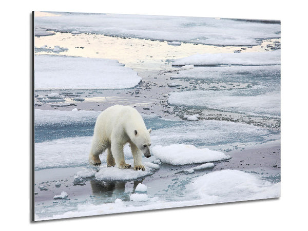 Polar Bear Iceburg Metal Print