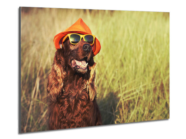 Sunny Days Dog Metal Print