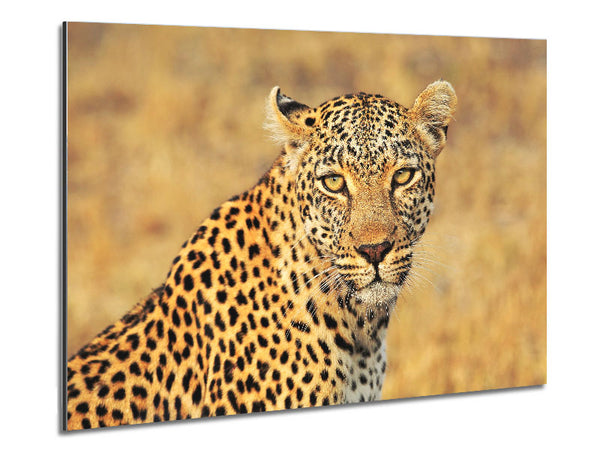 Atemberaubender Leopard