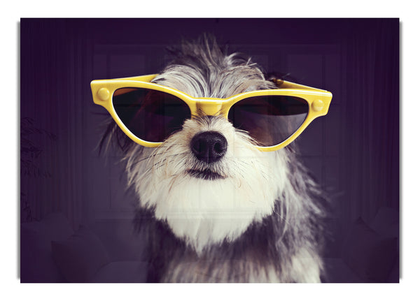 Sunglasses Dog Pooch