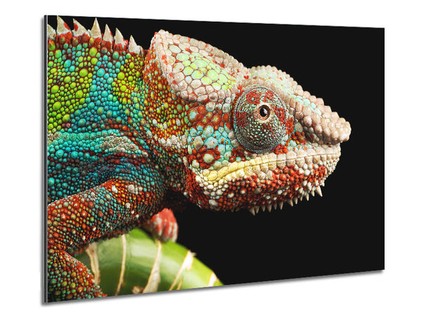 Chameleon Face Metal Print
