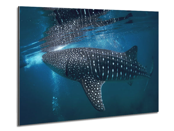 Spotted Whale Shark Metal Print