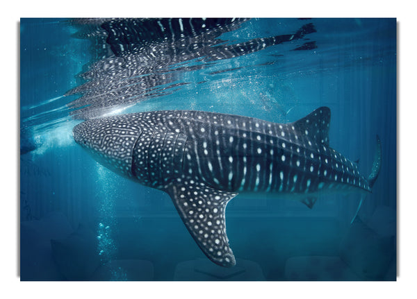 Spotted Whale Shark