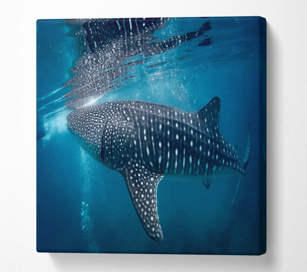 A Square Canvas Print Showing Spotted Whale Shark Square Wall Art