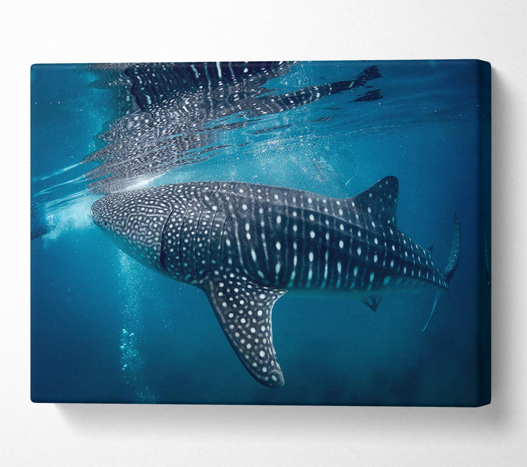 Picture of Spotted Whale Shark Canvas Print Wall Art