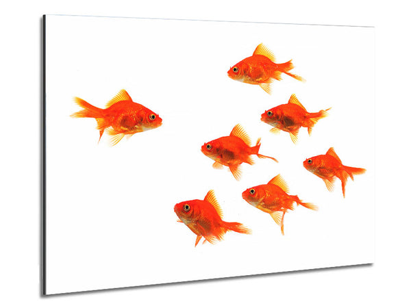 Goldfish Leader Metal Print