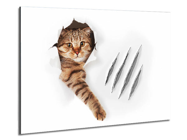 Katzenkrallen