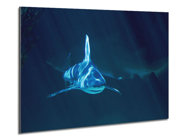 Shark Waters Metal Print