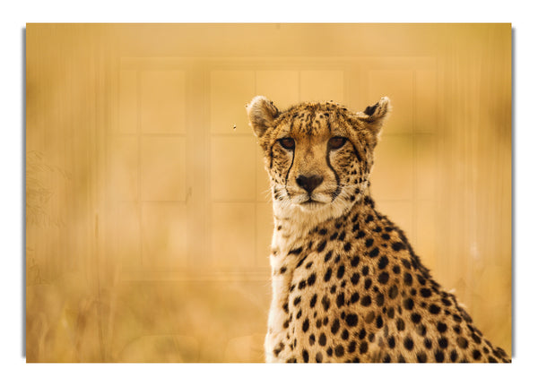 Stolzer Gepard