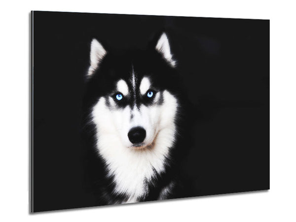 Husky Dog Love Metal Print