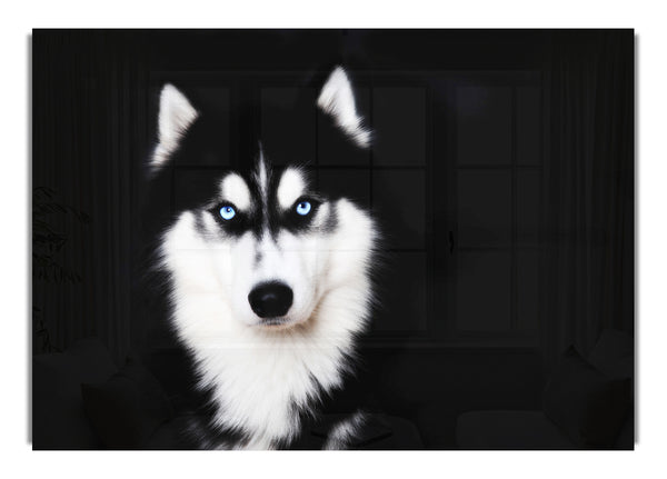 Husky-Hundeliebe