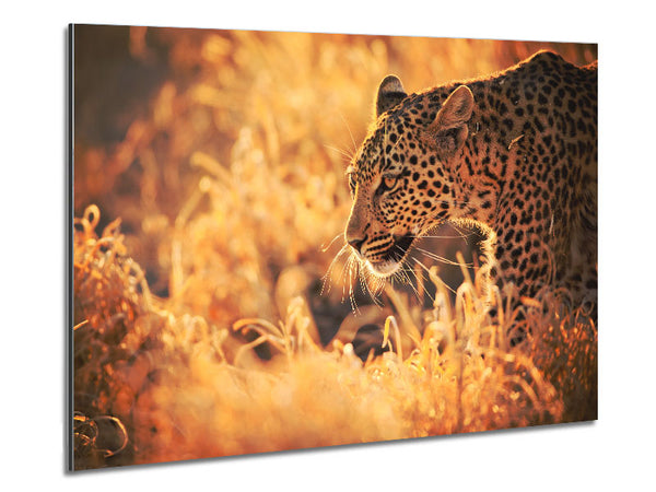 Leopard Wonder Metal Print