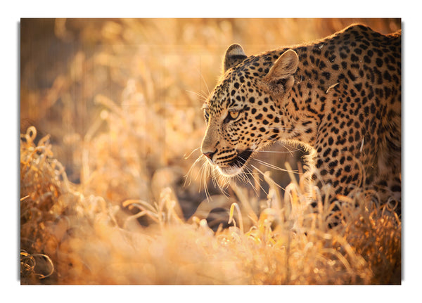 Leopardenwunder