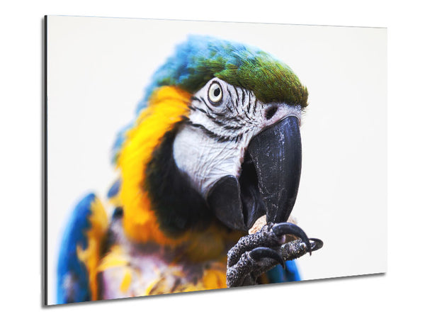 Parrot Care Metal Print