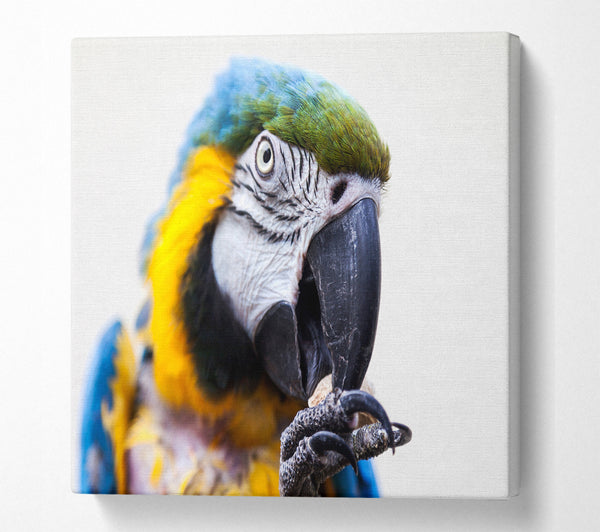 A Square Canvas Print Showing Parrot Care Square Wall Art