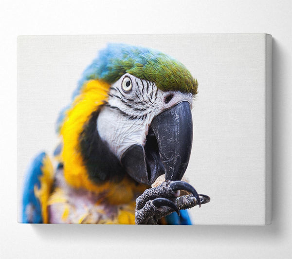  A Canvas Print of Parrot Care Canvas Art