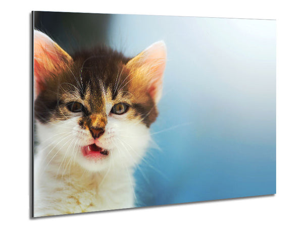 Kitten Cat Growl Metal Print