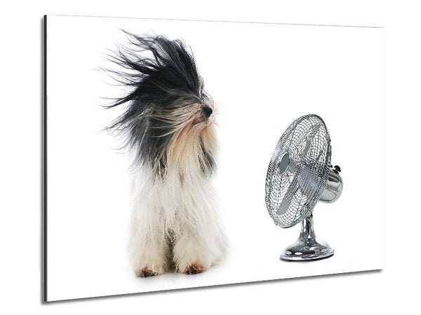 Old English Sheepdog Cooling Off Metal Print