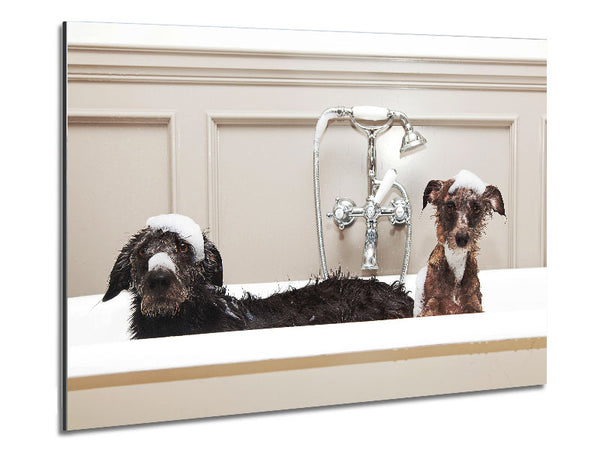 Badezeit für Hunde