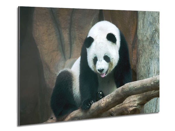 Panda tongue Metal Print