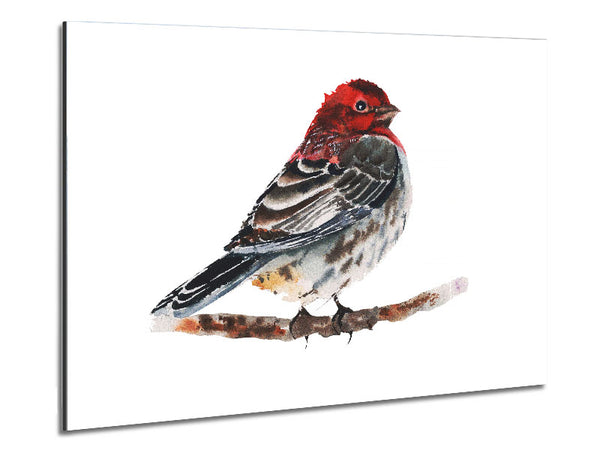 Red Finch Metal Print