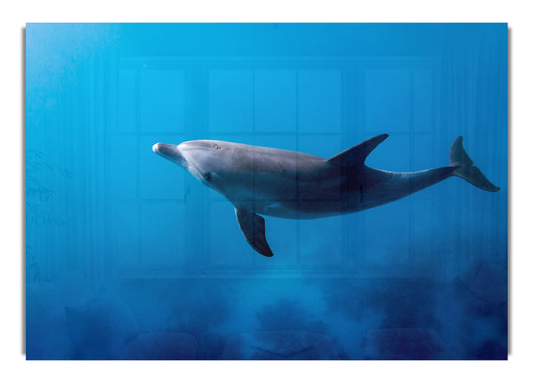Delphin Blues