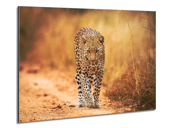 Leopard Walk Metal Print