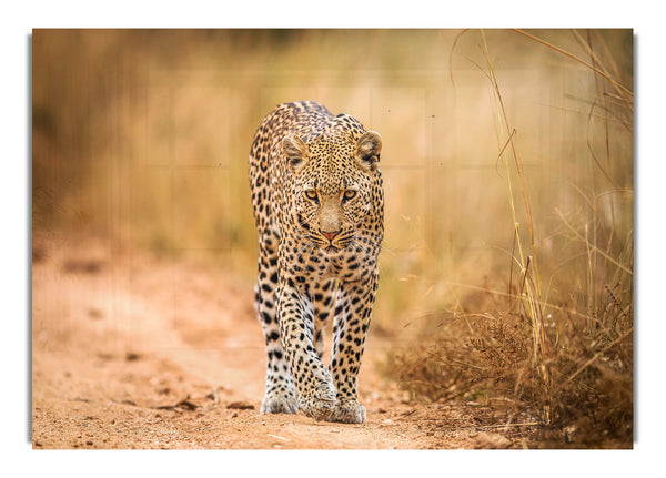 Leopardenspaziergang