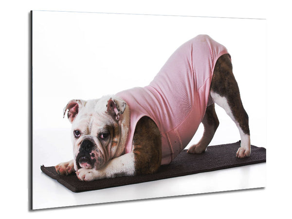 Yoga-Dehnübungen für die Britische Bulldogge