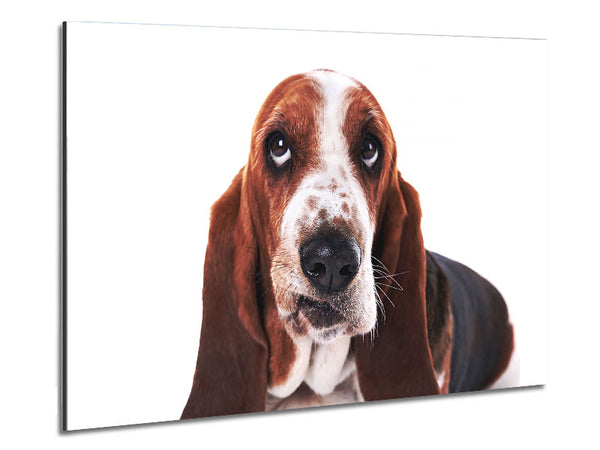 Basset Hound-Aussehen