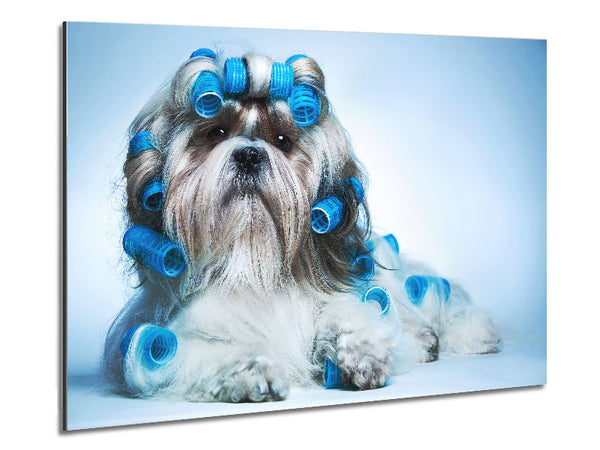 Shih Tzu Dog In Curlers Metal Print