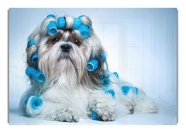 Shih Tzu Hund mit Lockenwicklern