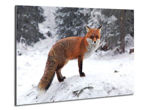 Snow Fox Metal Print