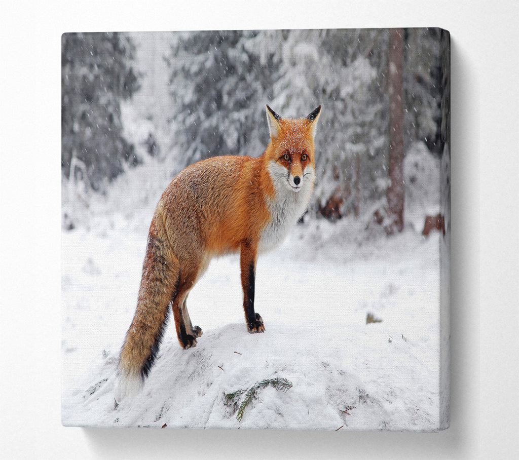 A Square Canvas Print Showing Snow Fox Square Wall Art