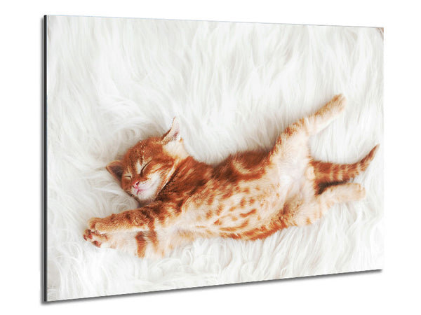 Kitten Cat Belly Metal Print
