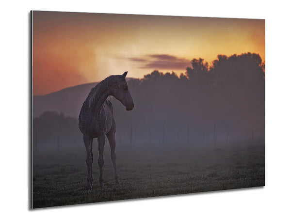 Sunrise Horse Metal Print