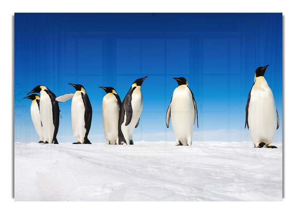 Pinguinklatsch
